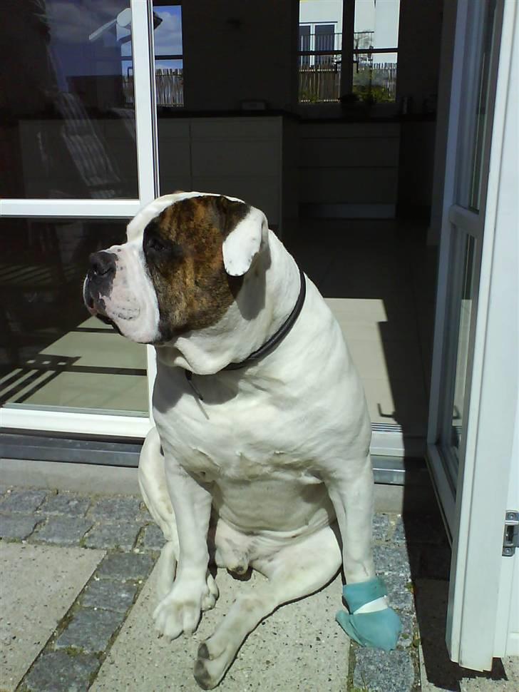 Amerikansk bulldog hannibal R.I.P - Lige et Lille nærbilled=D billede 9