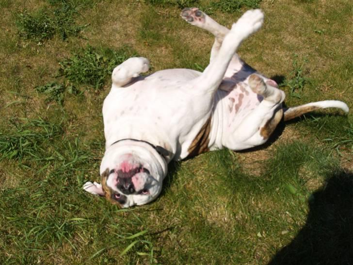 Amerikansk bulldog hannibal R.I.P - uuhh det klør på ryggen=D billede 10