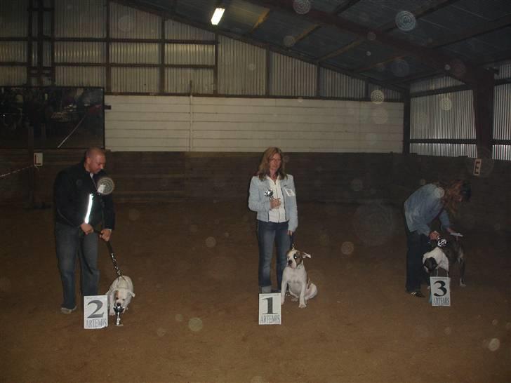 Amerikansk bulldog hannibal R.I.P - Se jeg har vidst vundet noget=) billede 11