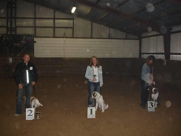 Amerikansk bulldog hannibal R.I.P - & der vant jeg vist noget igen=D billede 12