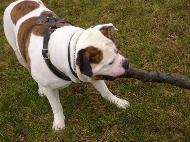 Amerikansk bulldog hannibal R.I.P - Denne pind er bere for lækker! dejlige pindesmag...  billede 13