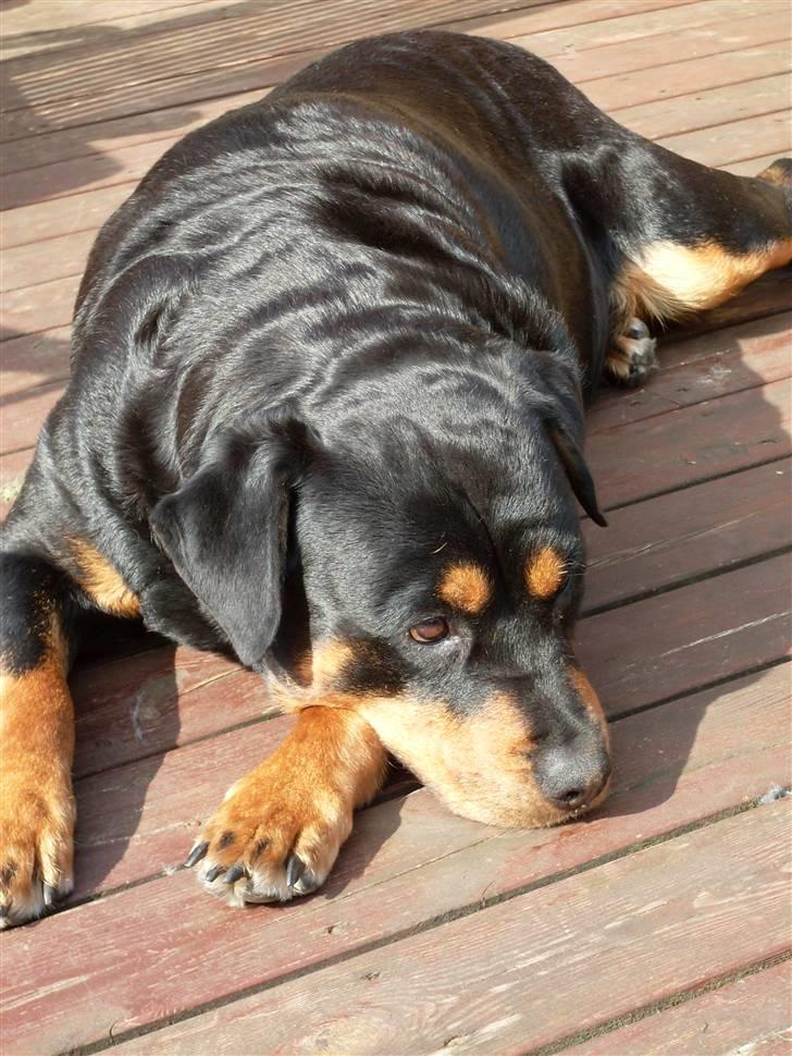 Rottweiler Nellie (død) billede 4