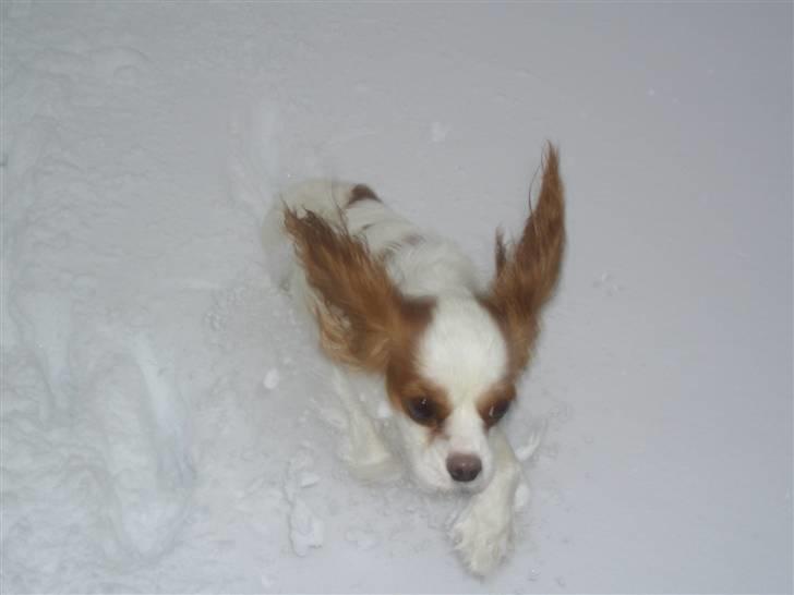 Cavalier king charles spaniel Fluffy - ude i den kolde sne må man nogengange skynde sig, for ikke at komme til at fryse billede 2