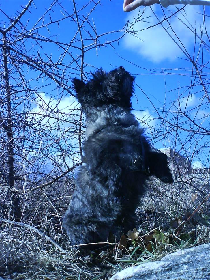 Cairn terrier Nud R.I.P - Velkommen til Nud´s Profil - Tag et kig på ALLE mine billeder =D billede 1