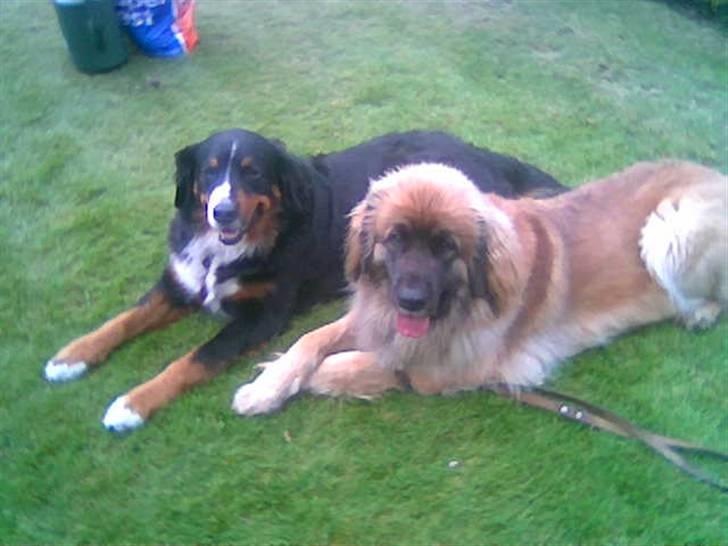 Berner sennenhund Bessie billede 2