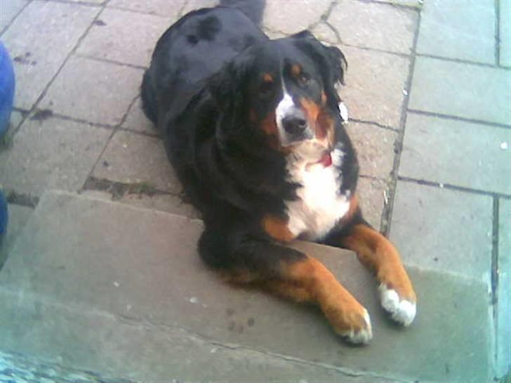 Berner sennenhund Bessie billede 4