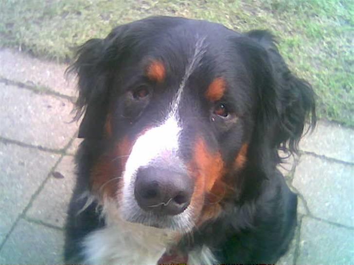 Berner sennenhund Bessie billede 5