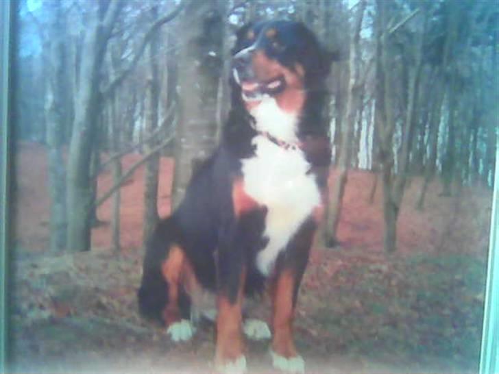 Berner sennenhund Bessie billede 7