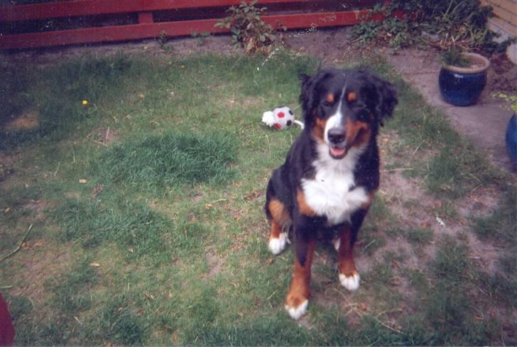 Berner sennenhund Bessie billede 8