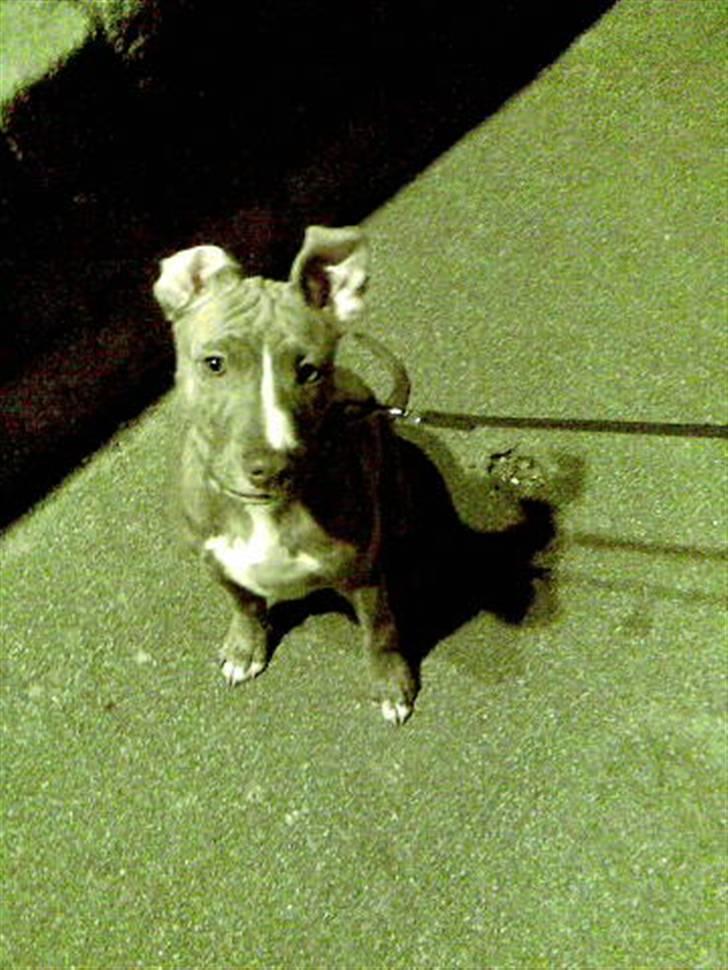 Amerikansk staffordshire terrier Zigo (ikke min længere) billede 1