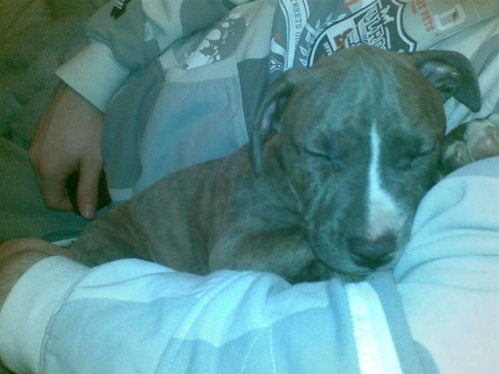 Amerikansk staffordshire terrier Zigo (ikke min længere) billede 2