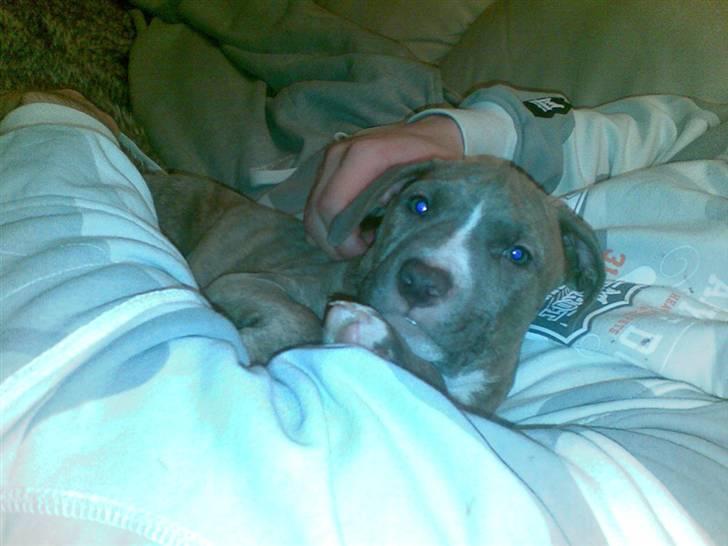 Amerikansk staffordshire terrier Zigo (ikke min længere) billede 3