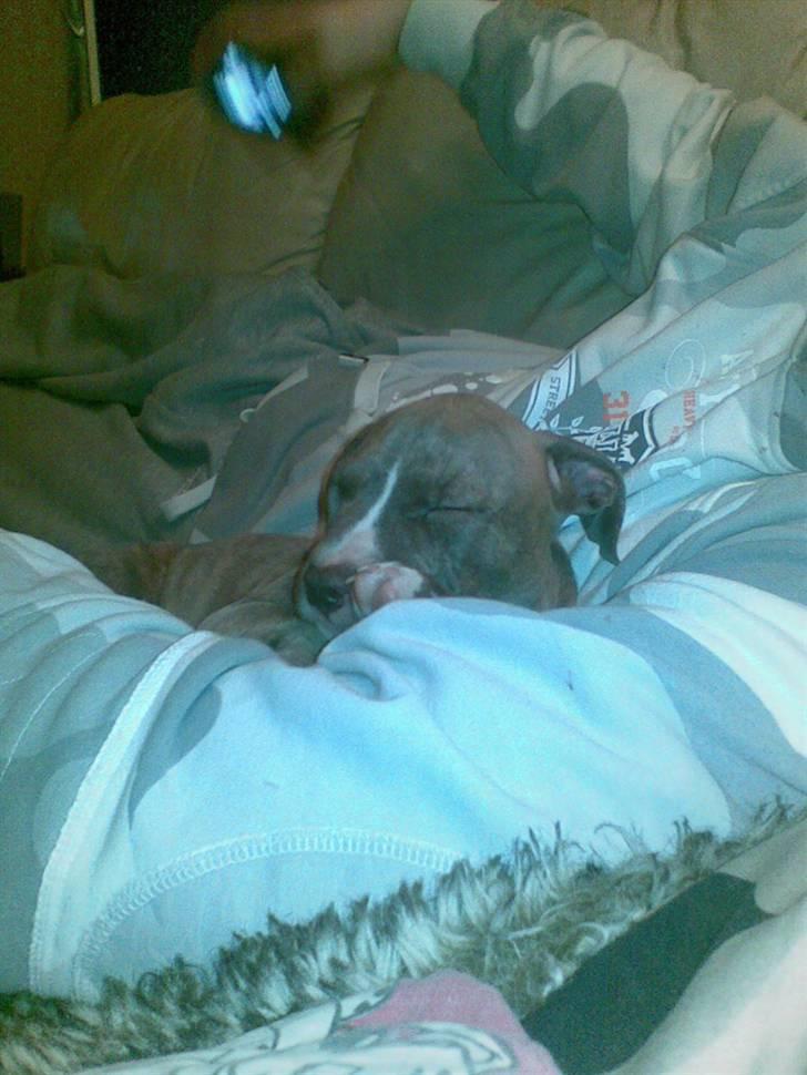 Amerikansk staffordshire terrier Zigo (ikke min længere) billede 4