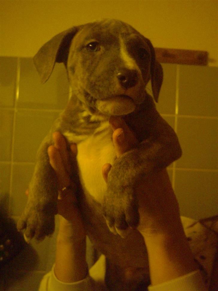 Amerikansk staffordshire terrier Zigo (ikke min længere) billede 5