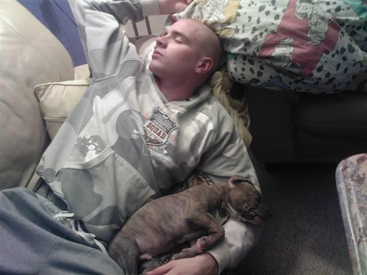 Amerikansk staffordshire terrier Zigo (ikke min længere) billede 6