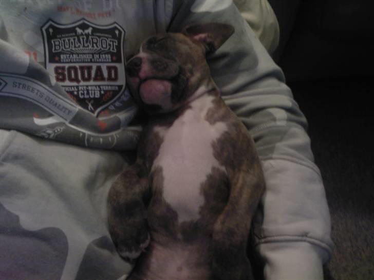 Amerikansk staffordshire terrier Zigo (ikke min længere) billede 7