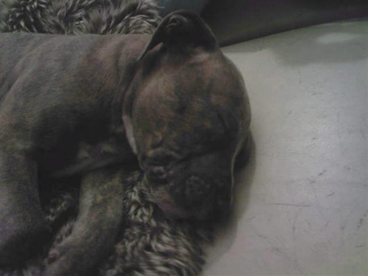 Amerikansk staffordshire terrier Zigo (ikke min længere) billede 8