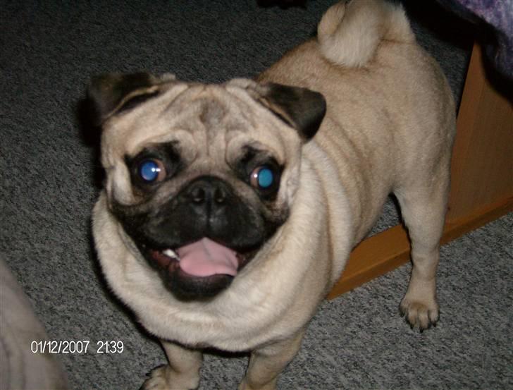 Mops Toxi - Hej jeg hedder Toxi, er jeg ikke bare sød billede 1