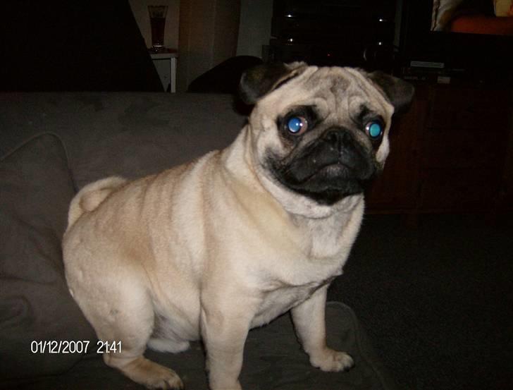 Mops Toxi - Hej til alle. billede 2