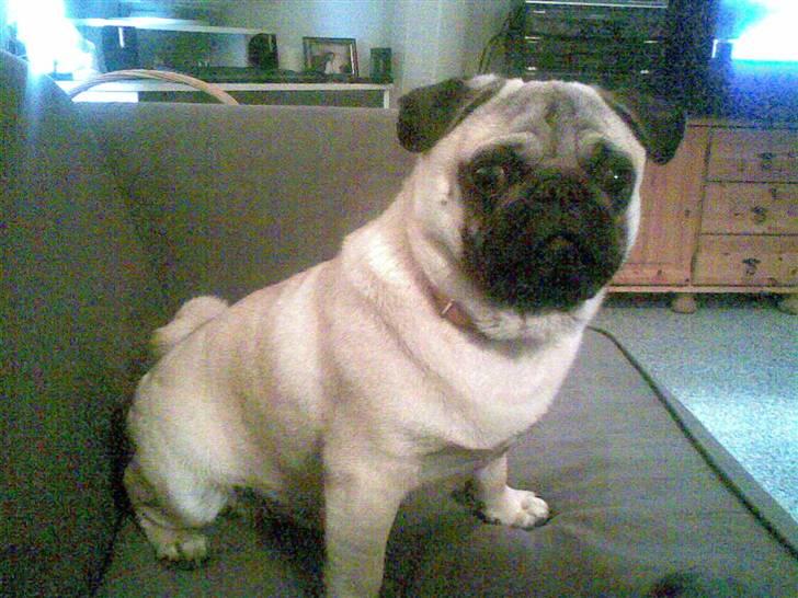 Mops Toxi - Jeg har lige leget billede 3