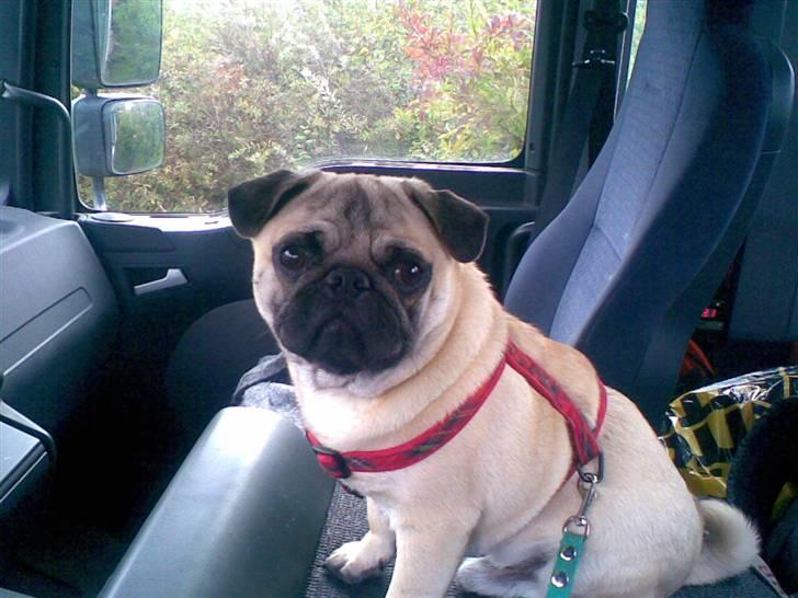 Mops Toxi - Med far på job i lastbilen billede 4