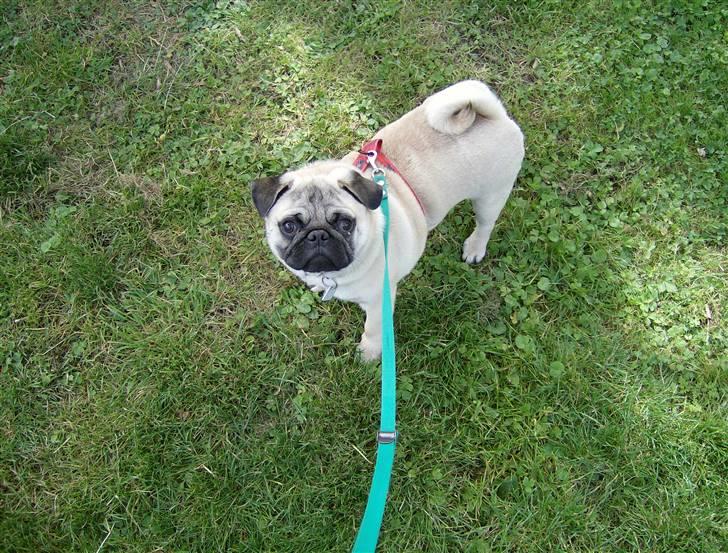 Mops Toxi - En tur i dyrparken billede 5