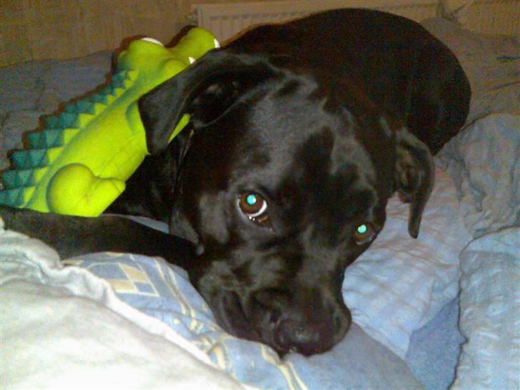 Blanding af racer Tickie T - Ligger lige op putter med mit nye pivedyr. Prøv at tage den..... kom nu billede 1