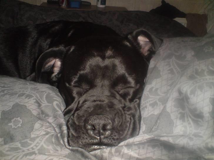 Blanding af racer Tickie T - Uhm... nyt sengetøj... billede 2