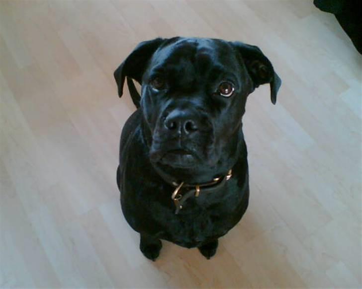 Blanding af racer Tickie T - Altså mor, SKAL jeg stå model til de blitzlys hele tiden? billede 3