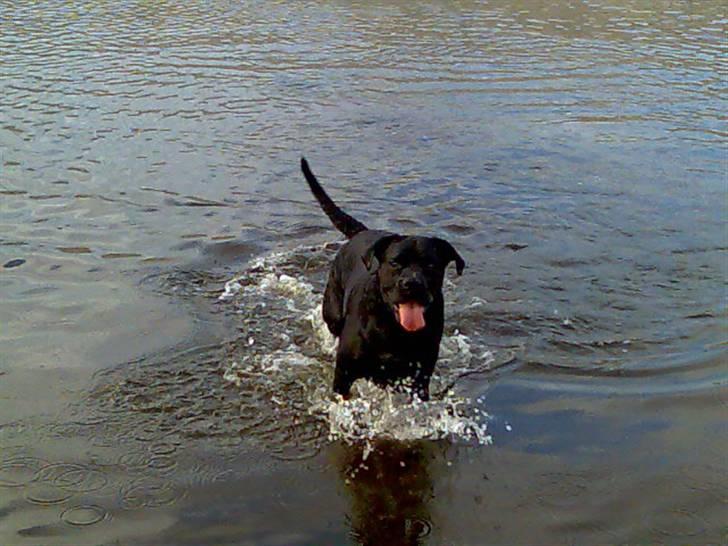 Blanding af racer Tickie T - kast nu den pind far! Jeg er SÅ klar! billede 4