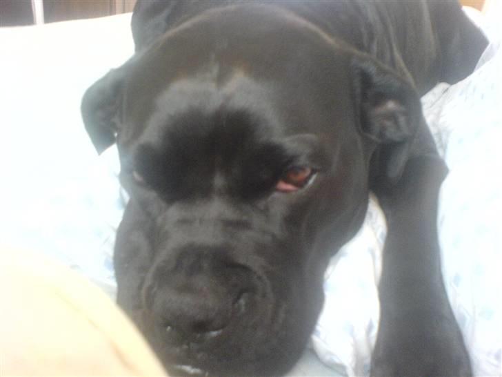 Blanding af racer Tickie T - Nøj jeg er træt. billede 5