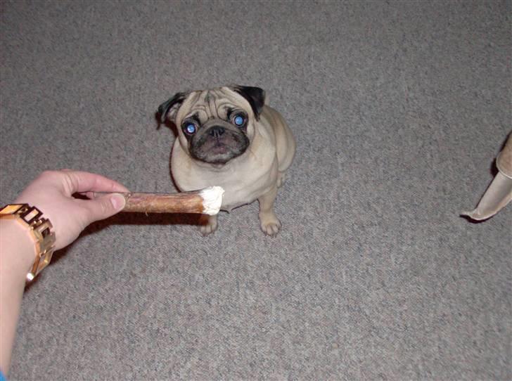 Mops Sille -  31.12.07 billede 17