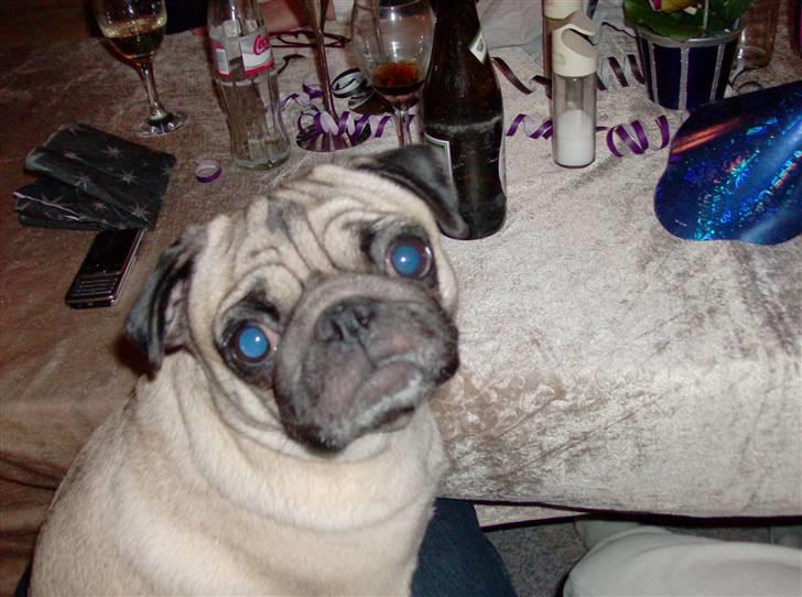 Mops Sille -   nu vil jeg godt snart ind i seng og putte. det er ved og være sent ;) billede 18