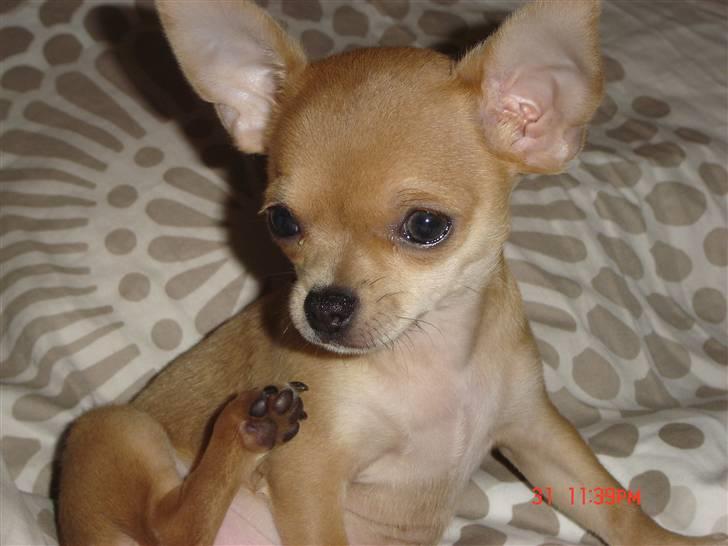 Chihuahua peanut billede 14