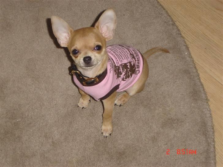 Chihuahua peanut billede 15