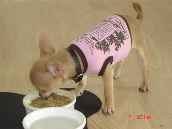 Chihuahua peanut billede 16