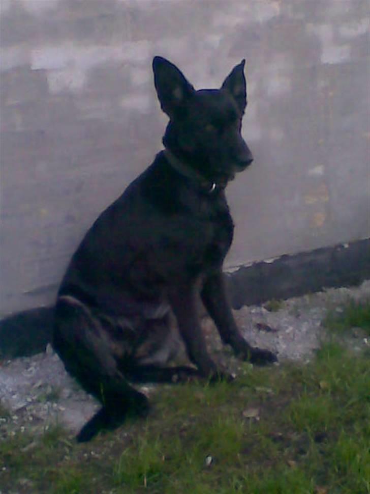 Blanding af racer VAPS R.I.P billede 2