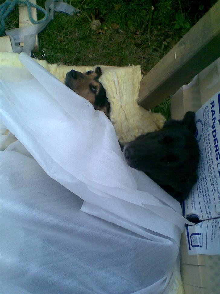 Blanding af racer VAPS R.I.P billede 3