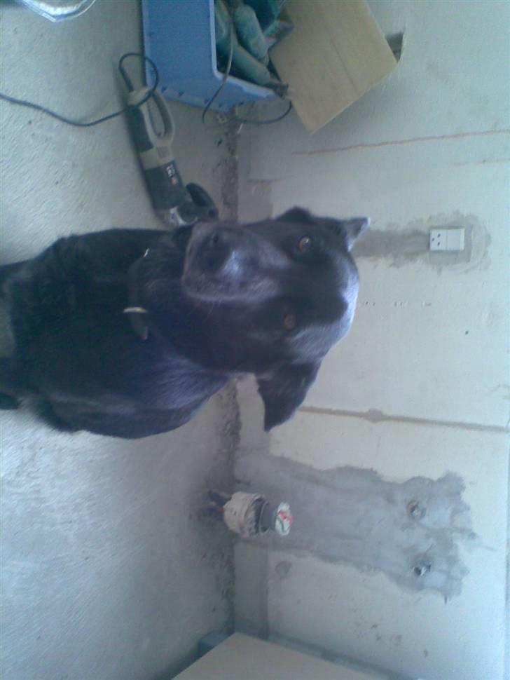 Blanding af racer VAPS R.I.P billede 7