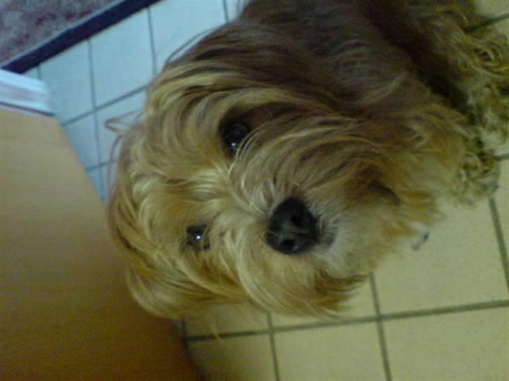 Blanding af racer Salli billede 1