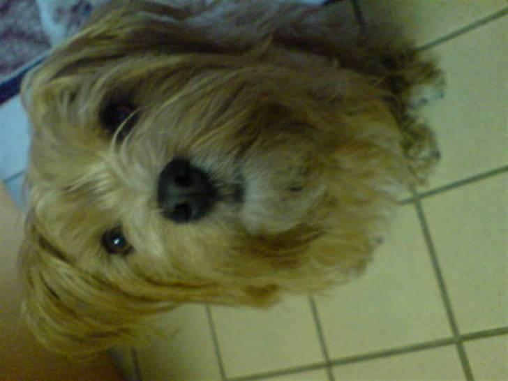 Blanding af racer Salli billede 2