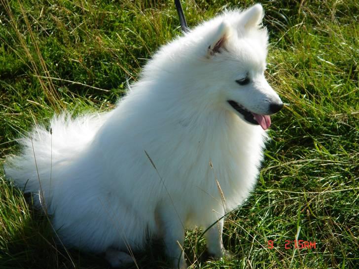 Japansk spids Mikki billede 1