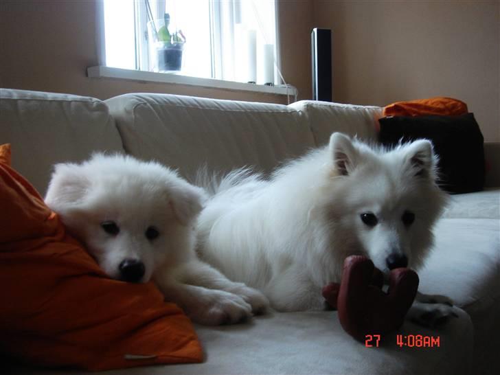 Japansk spids Mikki billede 2