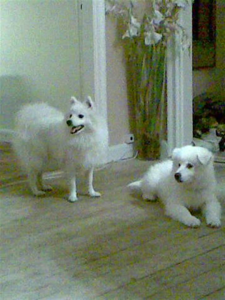 Japansk spids Mikki billede 3