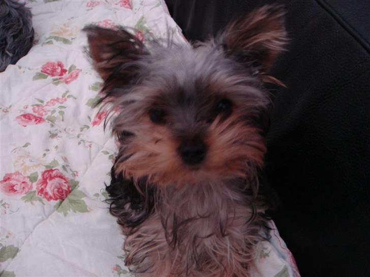 Yorkshire terrier <3 Ella <3 - Ella 8 mdr. billede 14