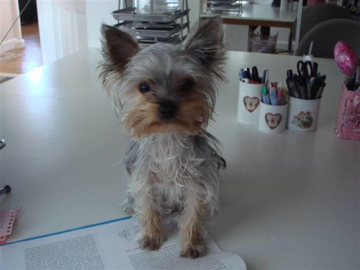 Yorkshire terrier <3 Ella <3 - Ella 8 mdr. billede 15