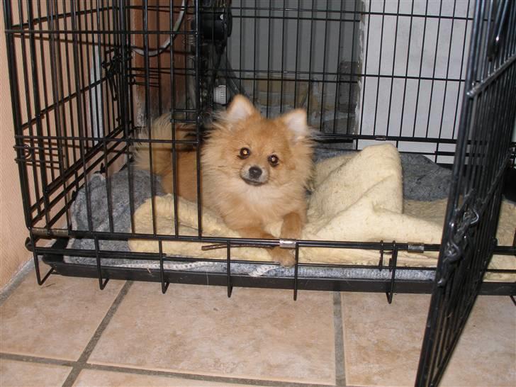 Pomeranian Rosa billede 6