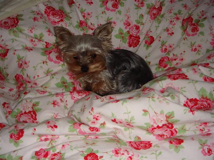 Yorkshire terrier <3 Ella <3 - Ella 9 mdr. billede 16