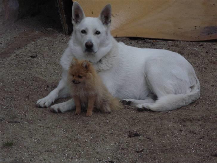 Pomeranian Rosa billede 7