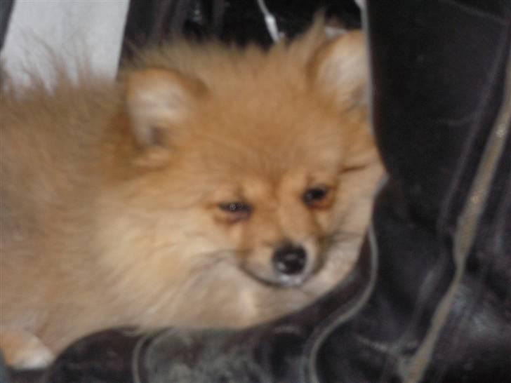 Pomeranian Rosa billede 8